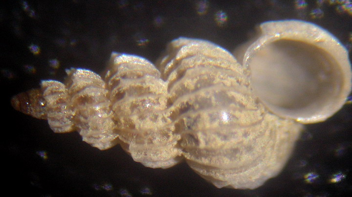 Epithonium hispidulum